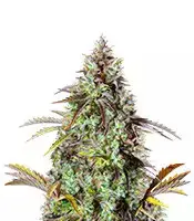 Original Auto Big Bud cannabis seeds