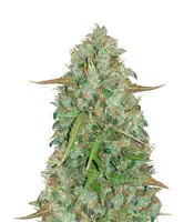 Original Auto BubbleGum cannabis seeds