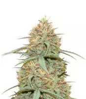 Original Auto Cheese cannabis seeds
