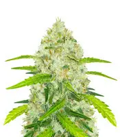 Original Auto Chemdawg cannabis seeds