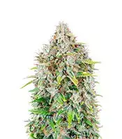 Original Auto Cinderella cannabis seeds
