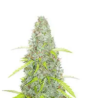 Original Auto Critical cannabis seeds