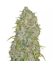 Original Auto Jack Herer cannabis seeds