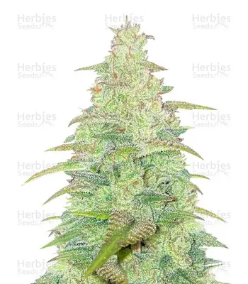 Original Auto Northern Lights cannabis seeds