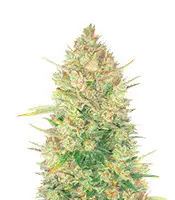 Original Auto OG Kush cannabis seeds