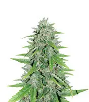 Original Auto Skunk cannabis seeds