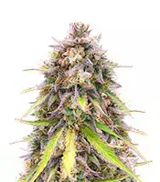 Original Auto Sour Diesel cannabis seeds