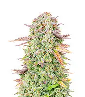 Original Auto Trainwreck cannabis seeds