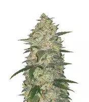 Original Auto White Widow cannabis seeds