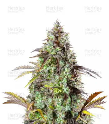 Original Big Bud cannabis seeds