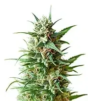Original Blueberry cannabis seeds