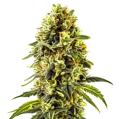Original Cheese cannabis seeds by Blimburn Seeds
