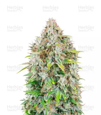 Original Cinderella cannabis seeds