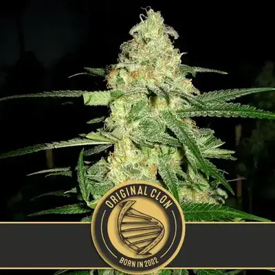 Original Clon cannabis seeds by Blimburn Seeds