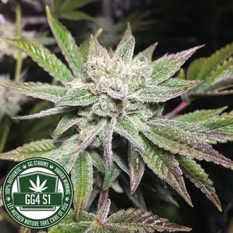 Original Glue | GG4S1 cannabis seeds