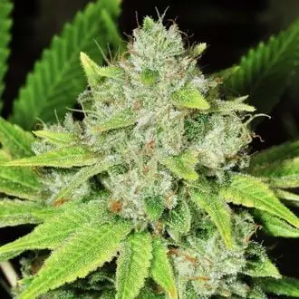 Original Glue cannabis seeds
