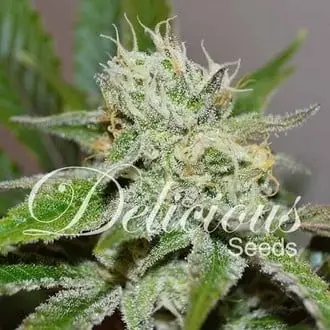 Original Juan Herer cannabis seeds