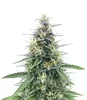 Original Moby Dick cannabis seeds