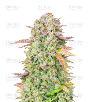 Original Trainwreck cannabis seeds