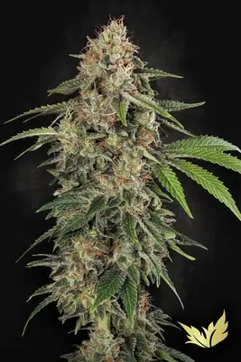 Original White Widow (IBL) cannabis seeds by Paradise Seeds