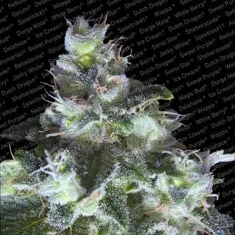 Original White Widow cannabis seeds