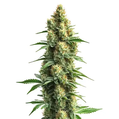 Orka cannabis seeds by Blimburn Seeds