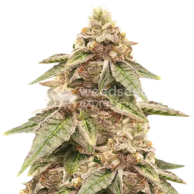 Outback OG cannabis seeds