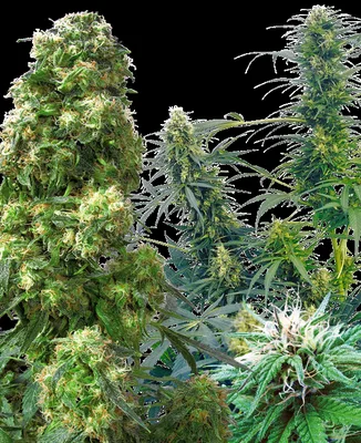 Outdoor Mix cannabis seeds