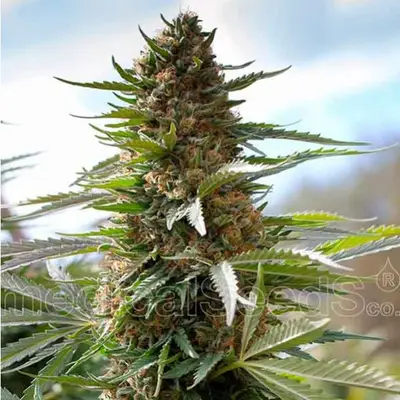 Over Dawg cannabis seeds by Medical Seeds