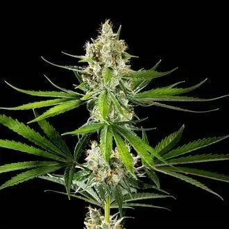 Oz USA cannabis seeds by Kannabia
