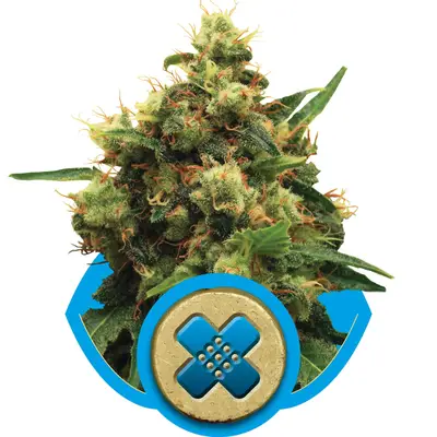 Painkiller XL CBD cannabis seeds