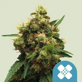 Painkiller XL cannabis seeds