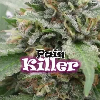 PainKiller cannabis seeds by Dr. Underground