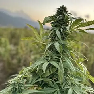 Paktia cannabis seeds by Afghan Seed Connection