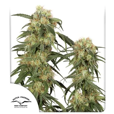 Pamir Gold cannabis seeds