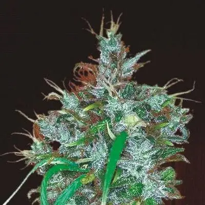 Panama Haze cannabis seeds