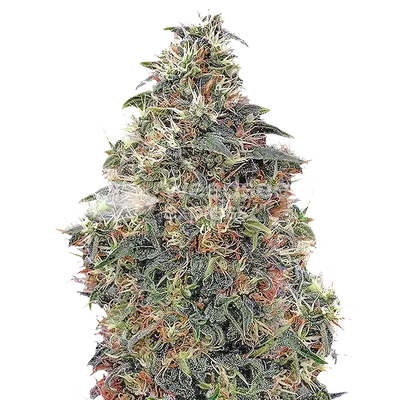Panama Red cannabis seeds