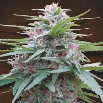 Panama cannabis seeds