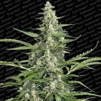 Pandora cannabis seeds by Paradise Seeds