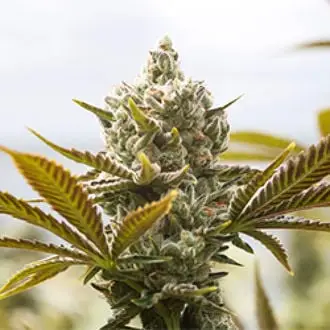 Panjshir Real Kush cannabis seeds