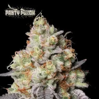 Panty Punch cannabis seeds