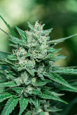 Papa Smurf Fast cannabis seeds