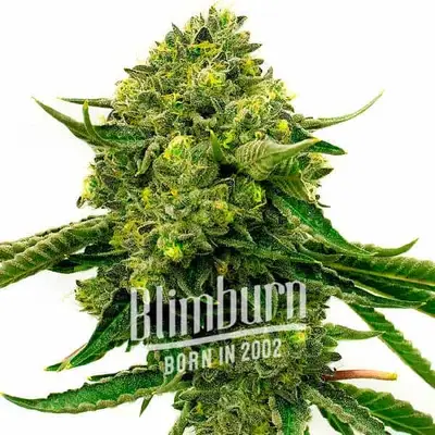 Papas Candy cannabis seeds