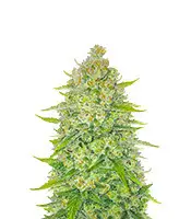 Papaya Cookies cannabis seeds