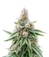 Papaya Frosting cannabis seeds
