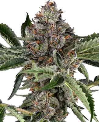 Papaya Jealousy cannabis seeds