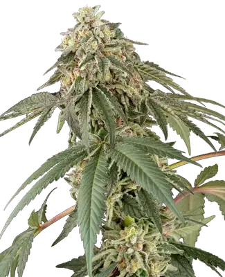 Papaya Roll cannabis seeds