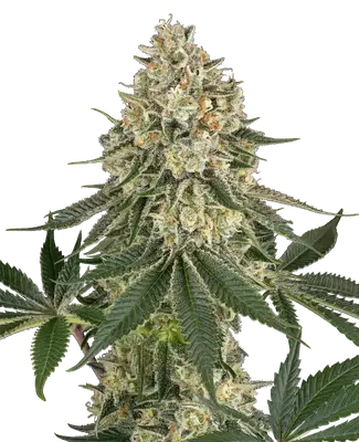 Papaya Spritzer cannabis seeds