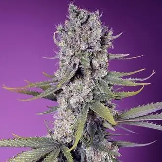 Papaya Zoap F1 Fast Version cannabis seeds