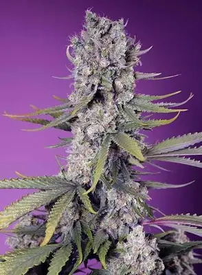 Papaya Zoap F1 Fast cannabis seeds